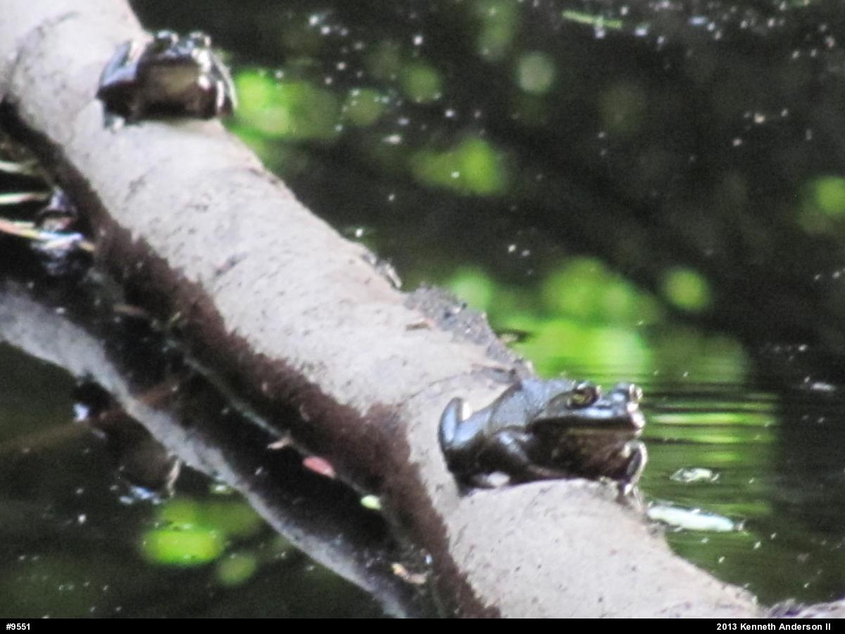 American Bullfrog