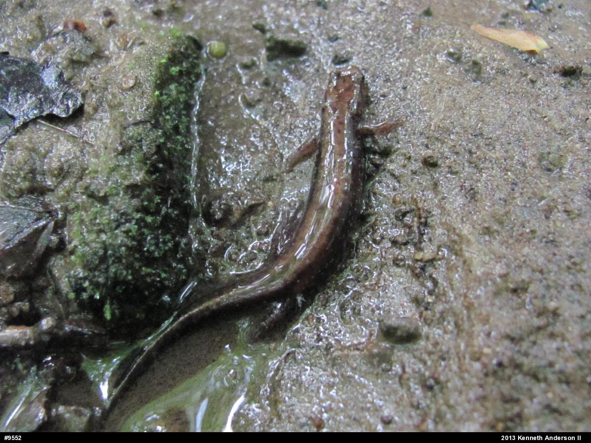 Allegheny Mountain Dusky Salamander
