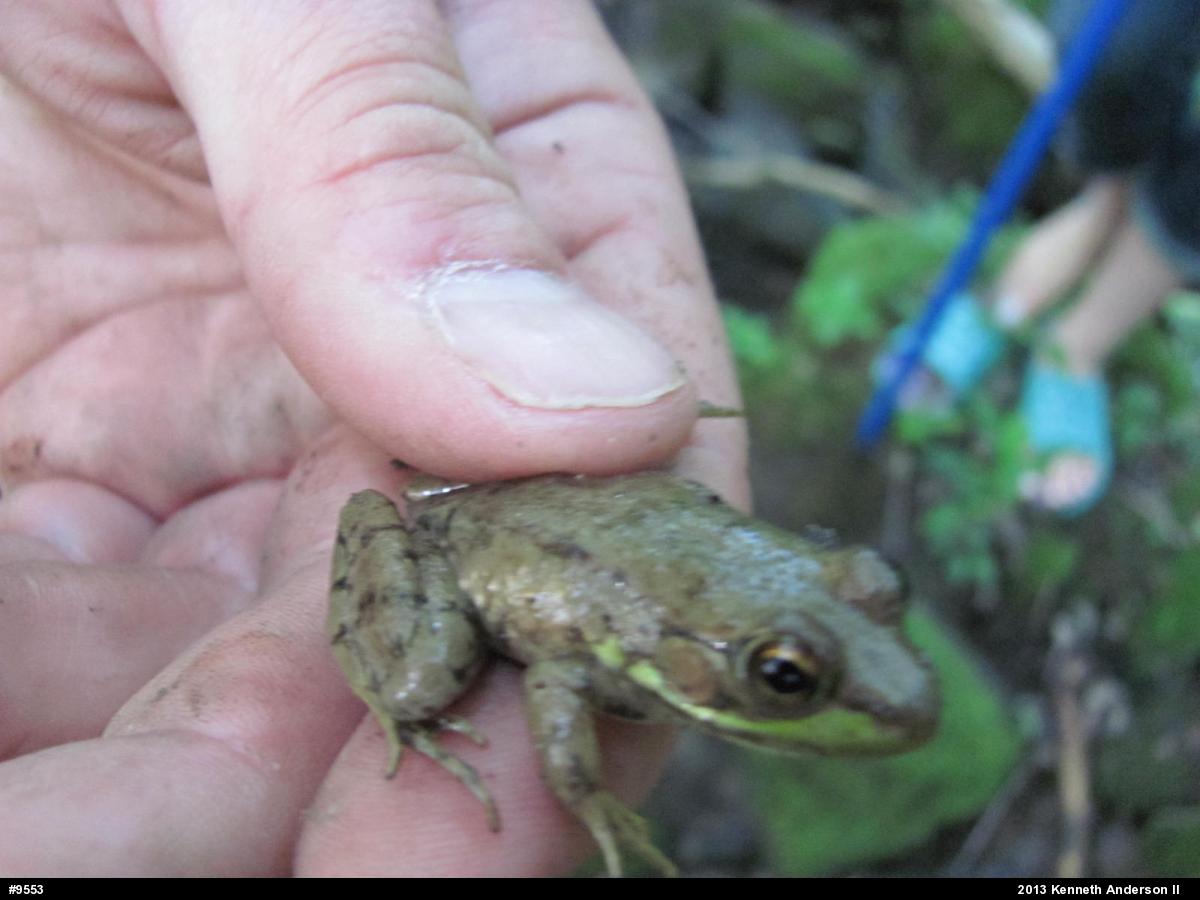 Green Frog