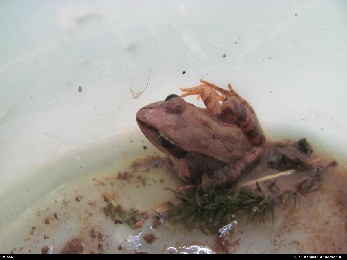 Wood Frog