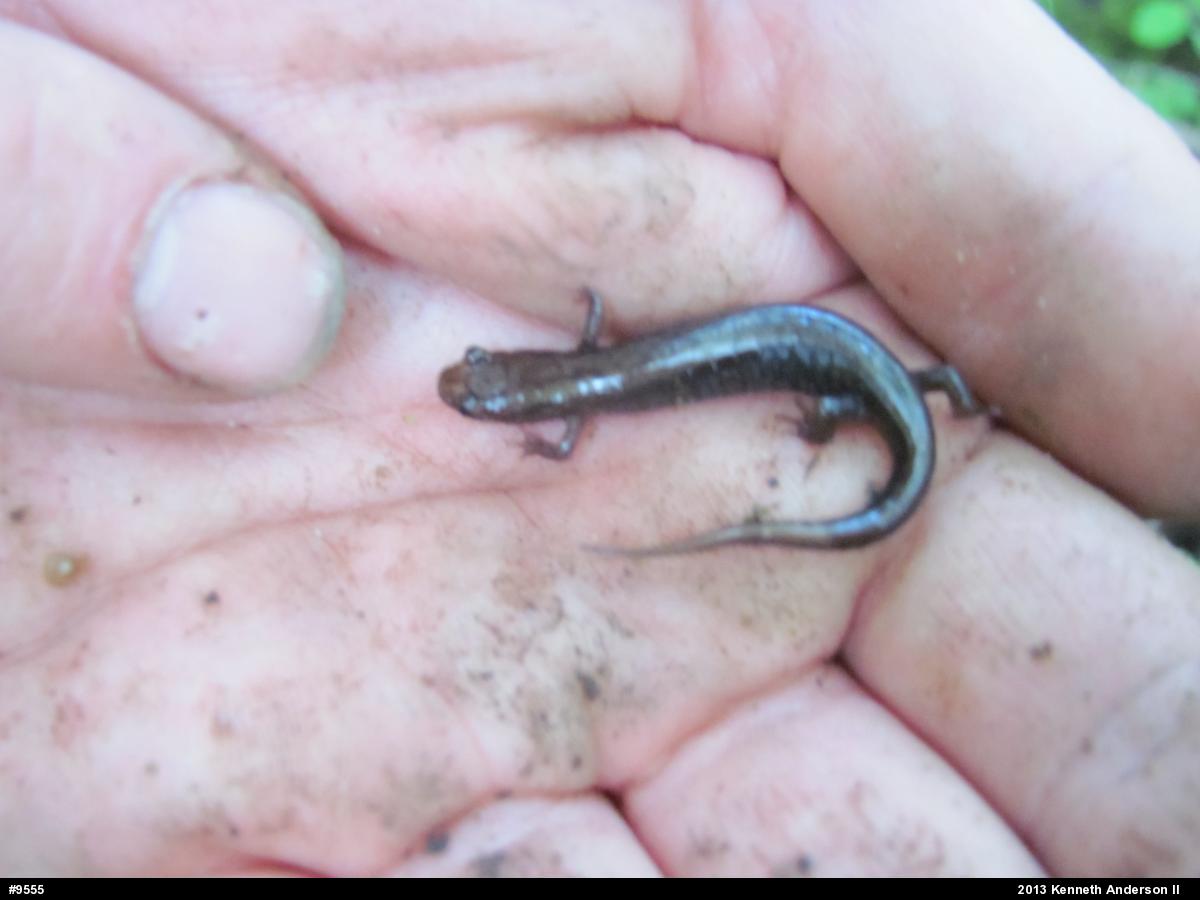Allegheny Mountain Dusky Salamander