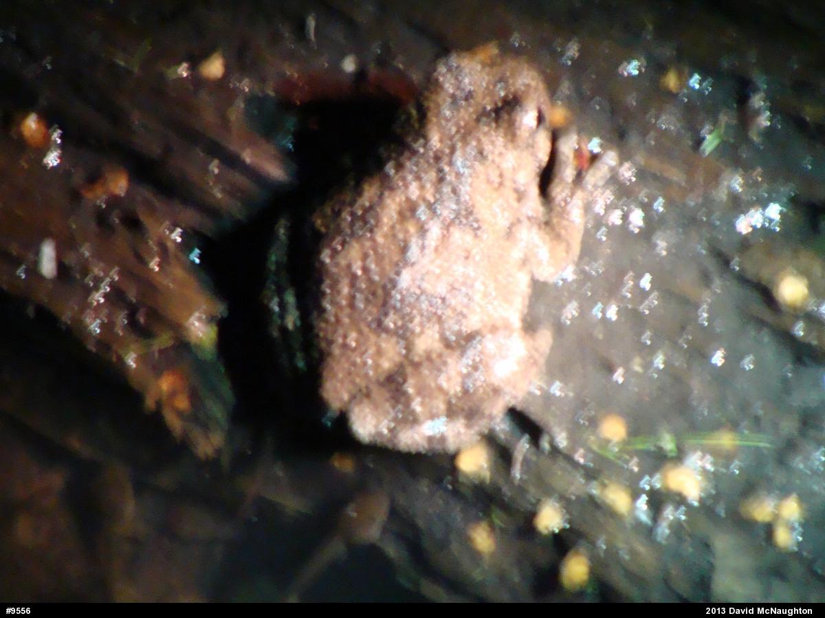 Gray Treefrog