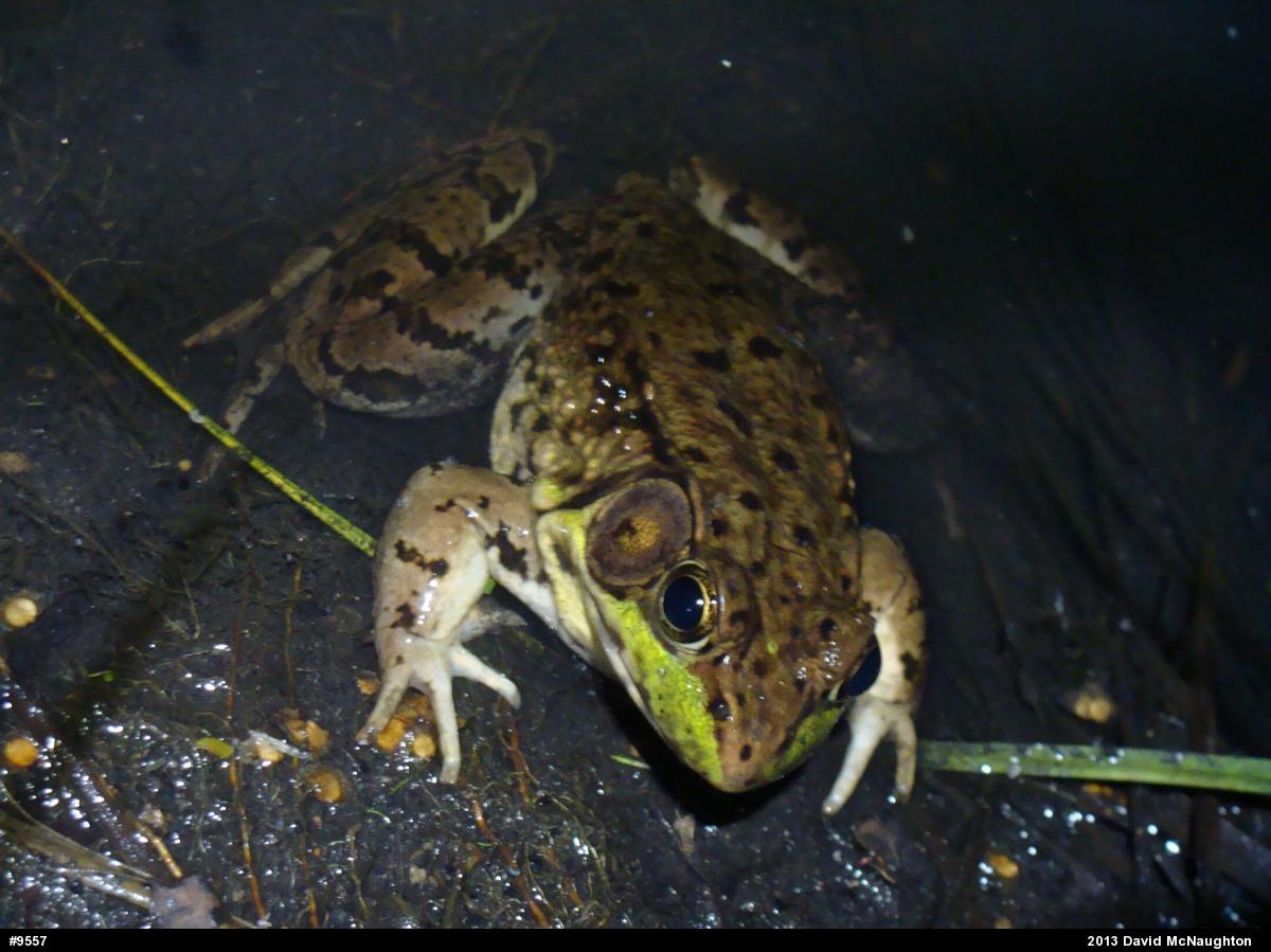 Green Frog