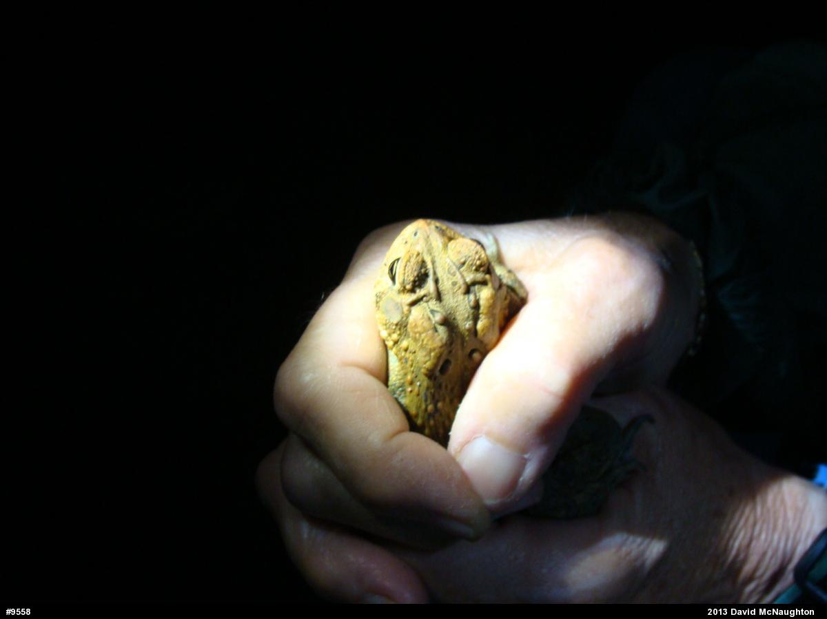 Eastern American Toad