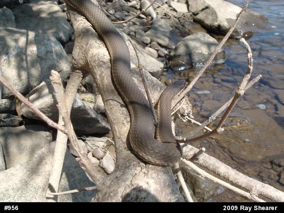 Queensnake