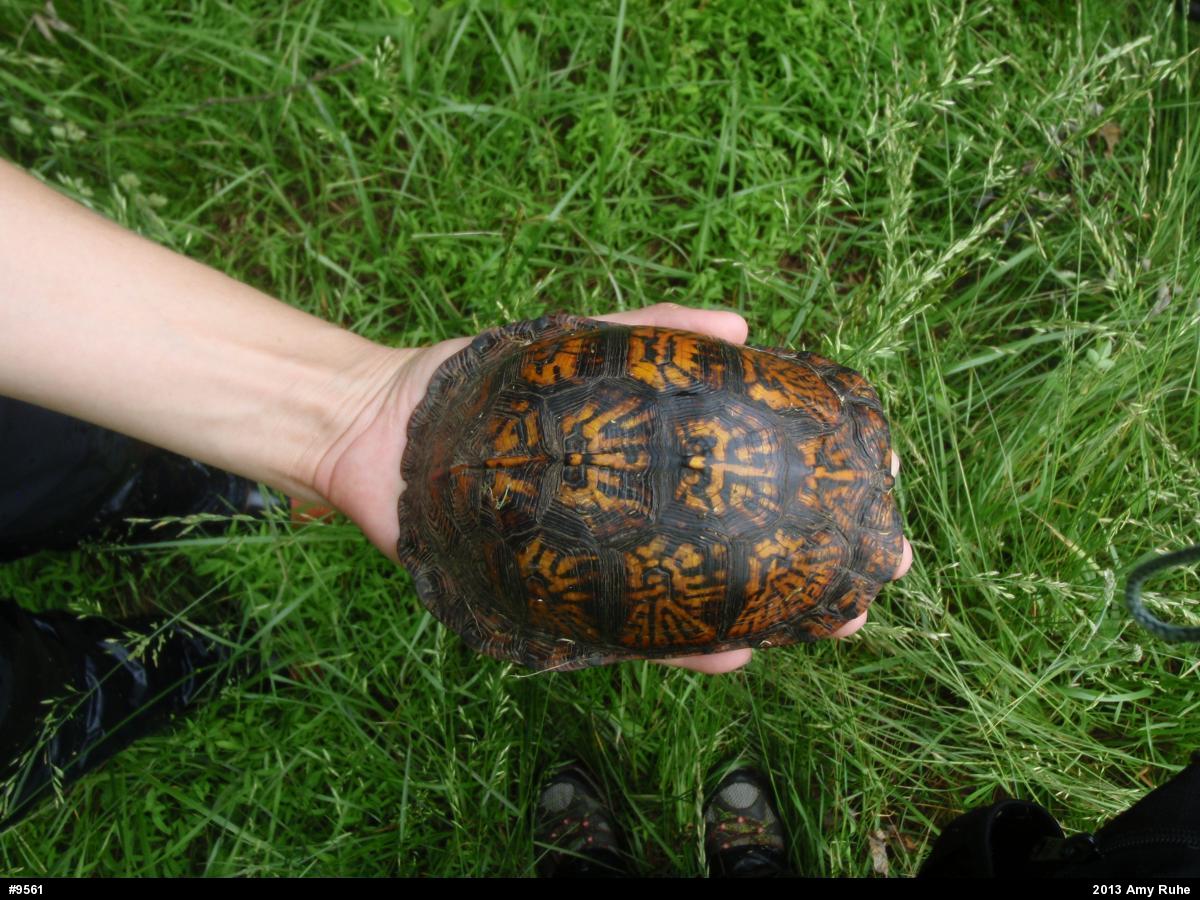 Eastern Box Turtle