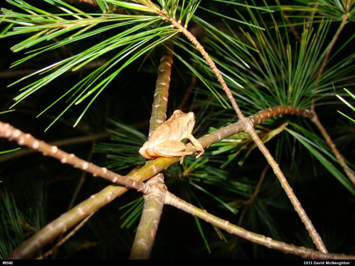 Spring Peeper