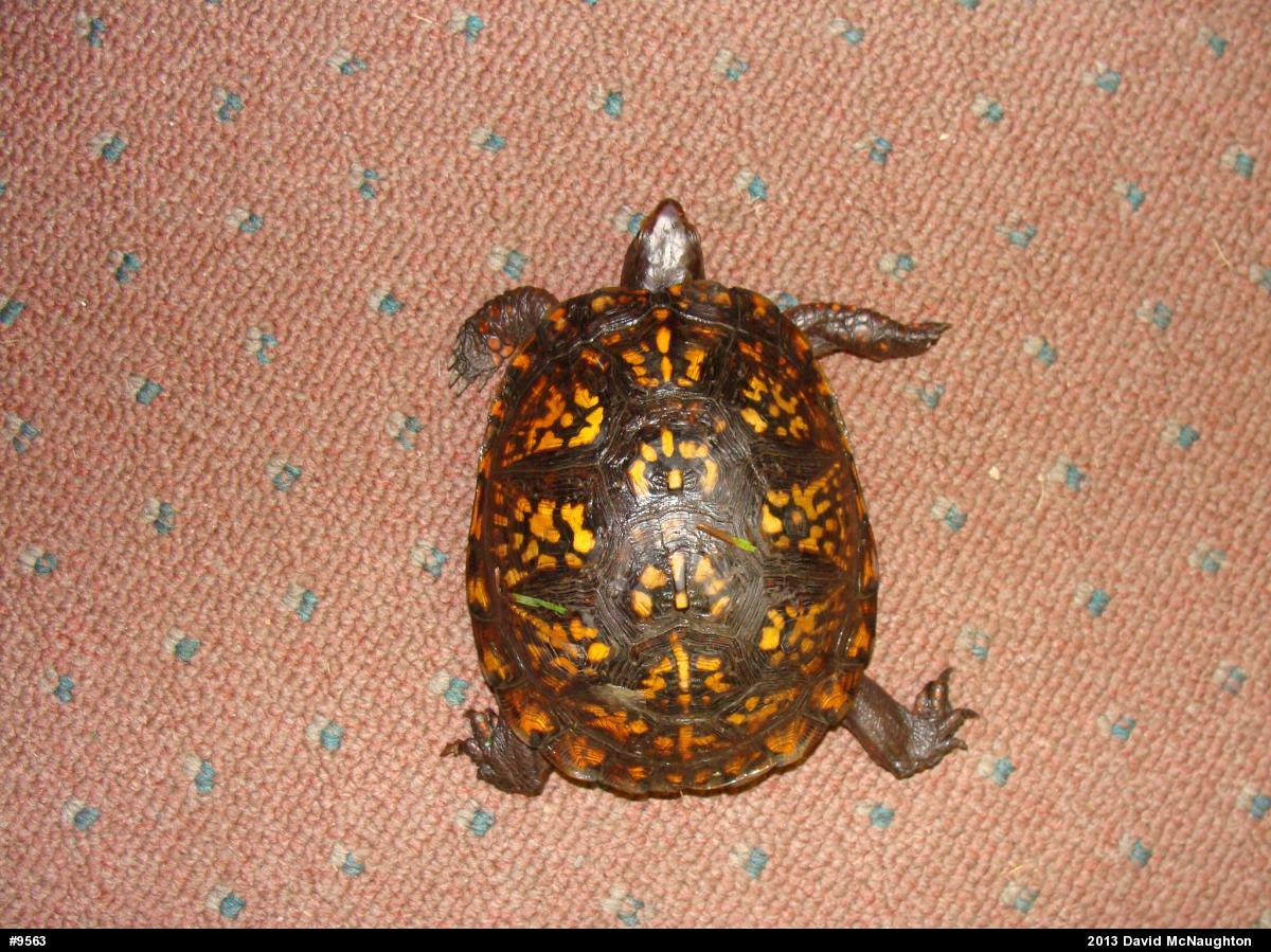 Eastern Box Turtle