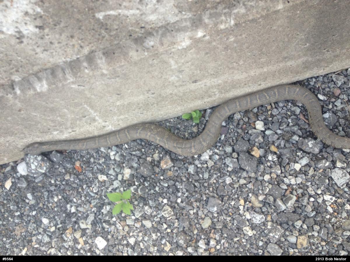 Northern Watersnake