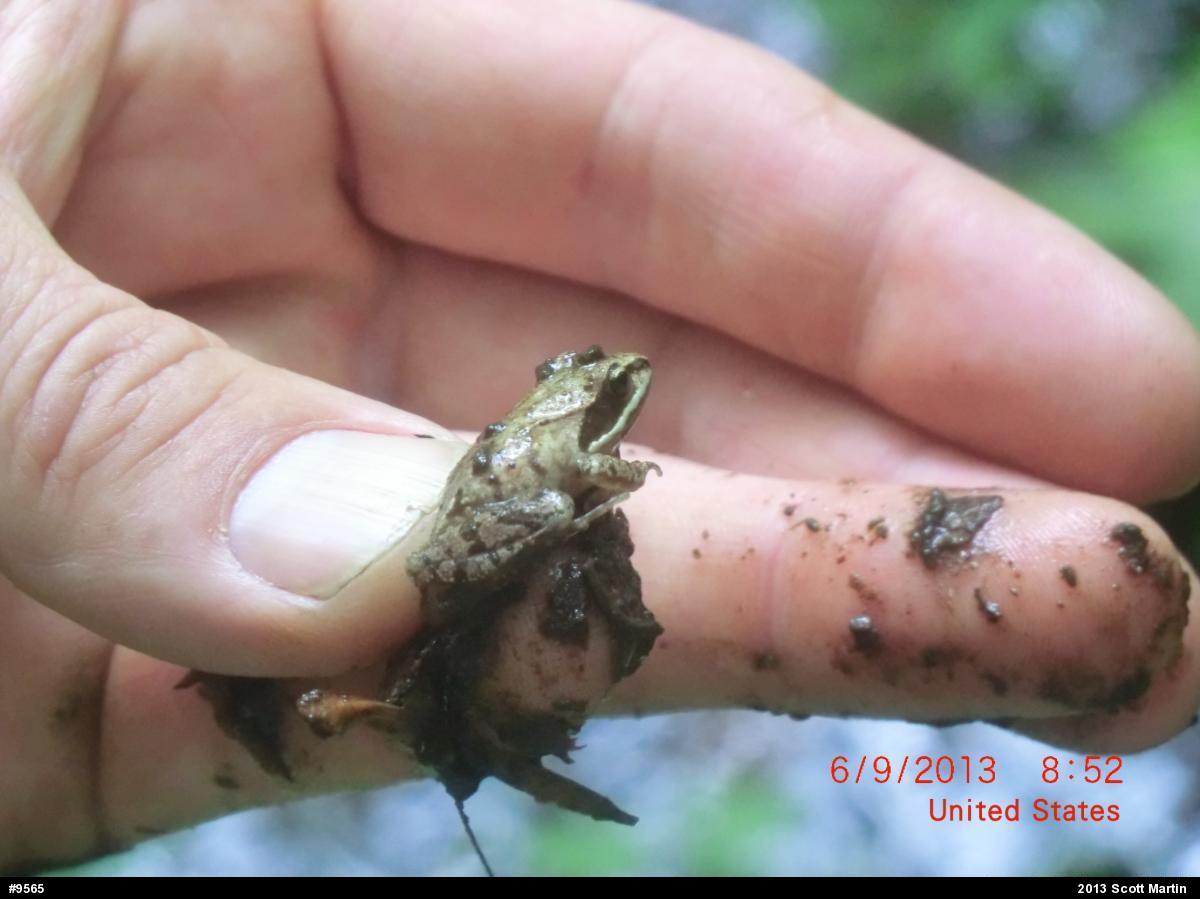 Wood Frog