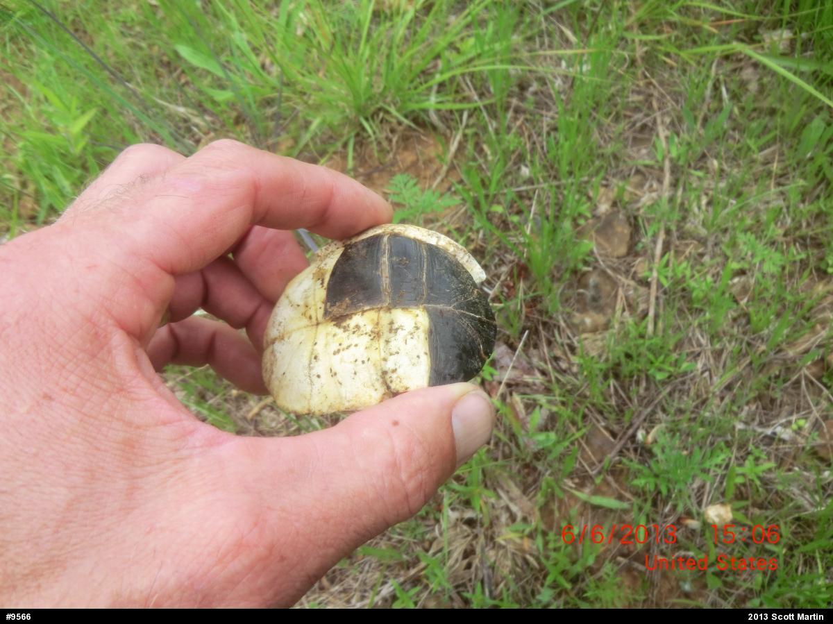 Eastern Box Turtle