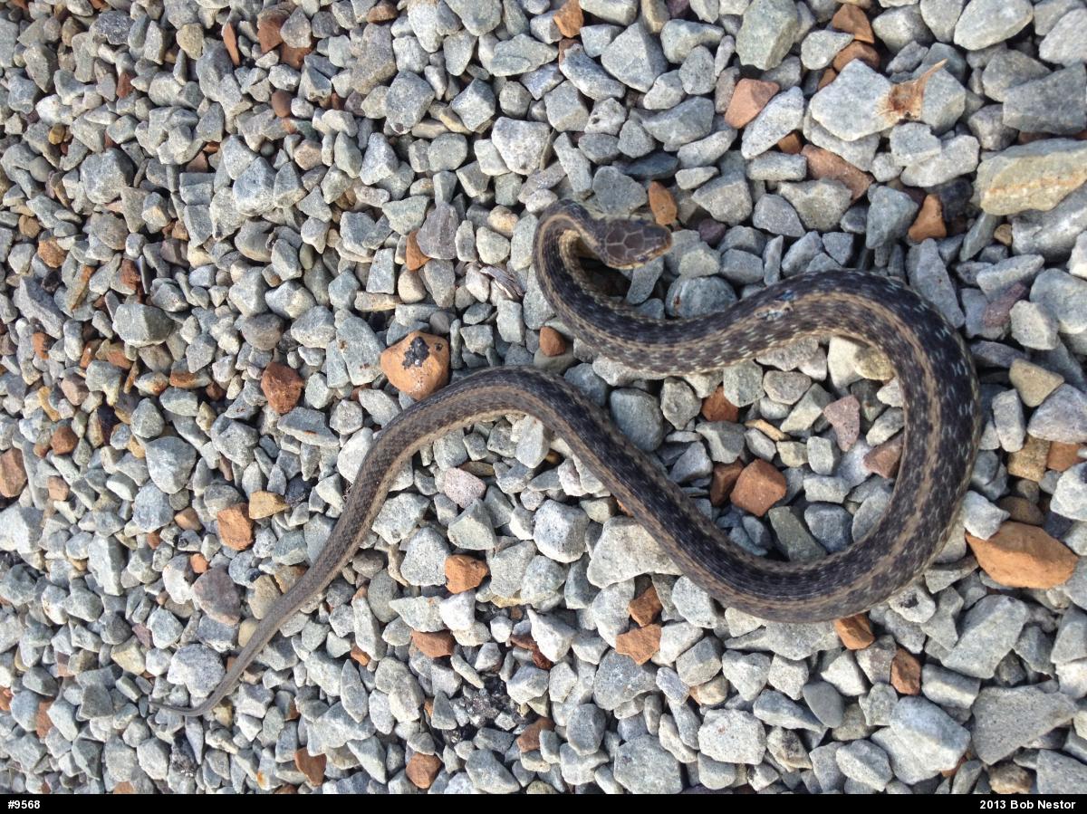 Eastern Gartersnake