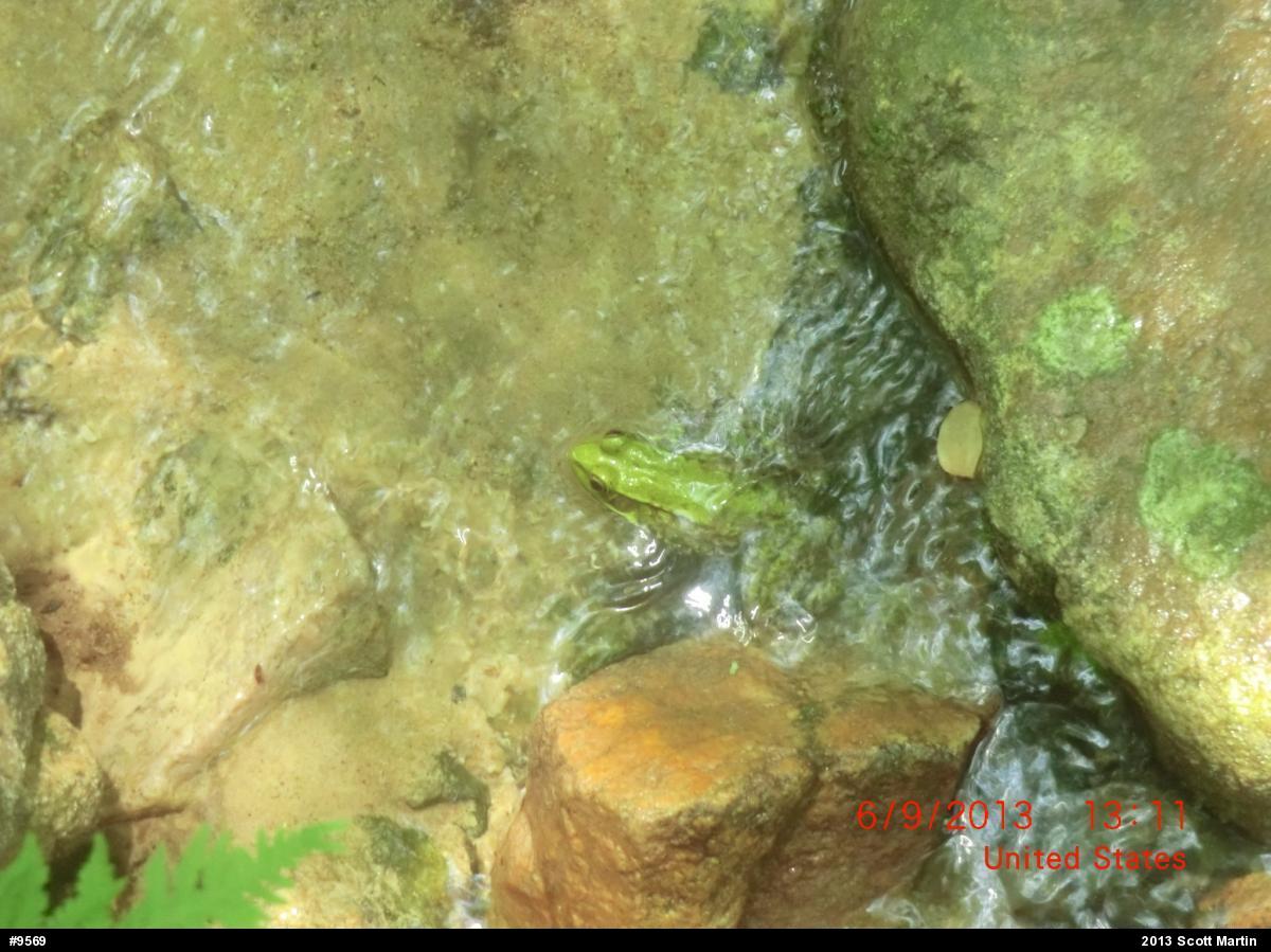 Green Frog