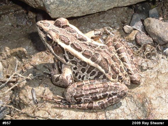 Pickerel Frog