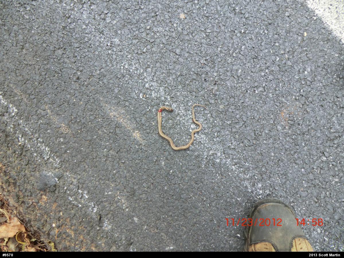 Eastern Gartersnake