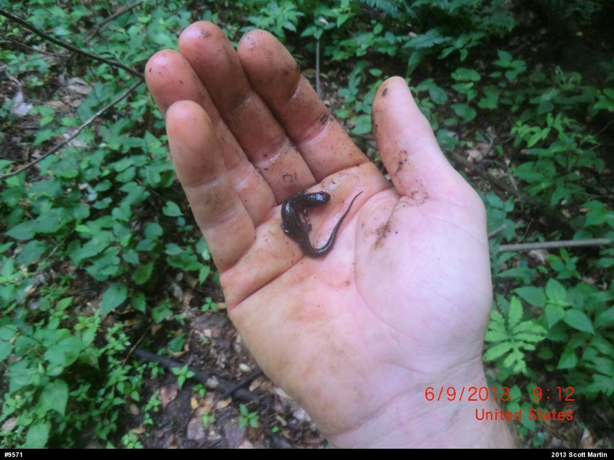 Northern Dusky Salamander