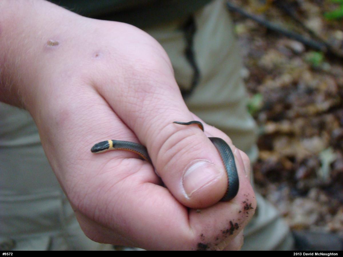 Northern Ring-necked Snake
