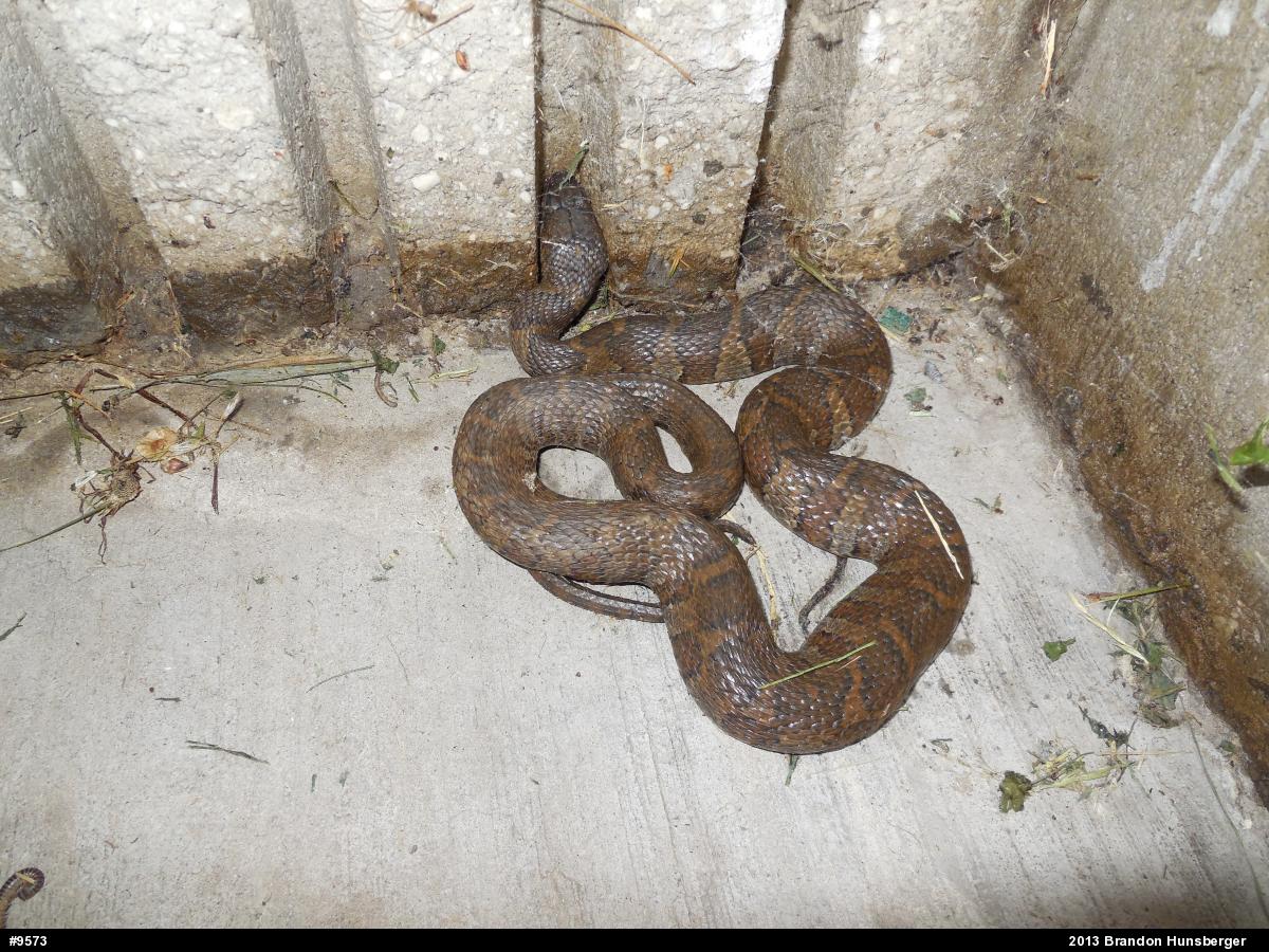 Northern Watersnake