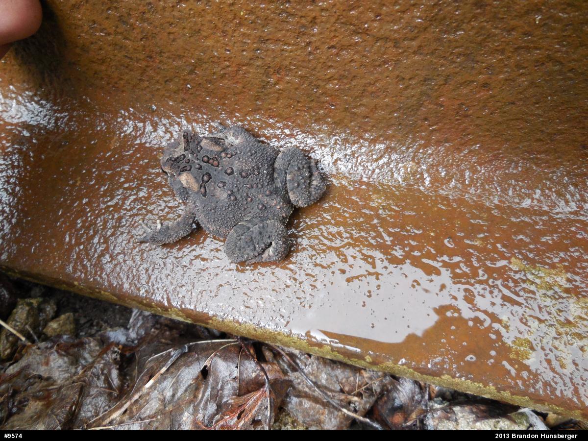Eastern American Toad