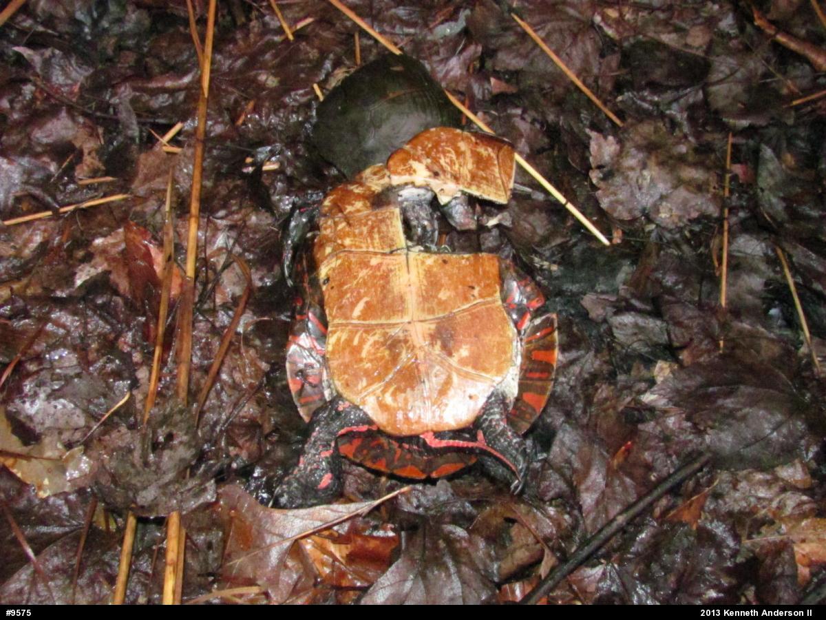 Midland Painted Turtle