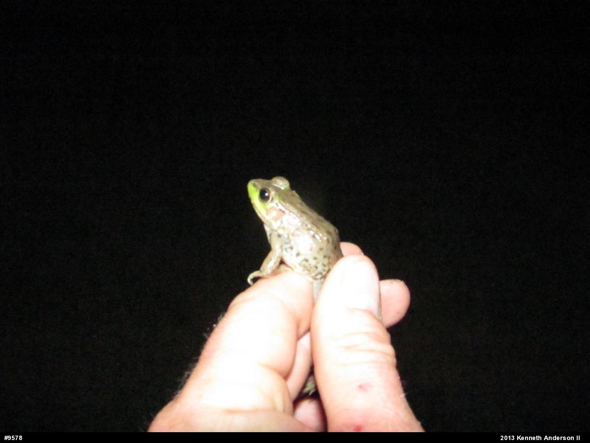 Green Frog