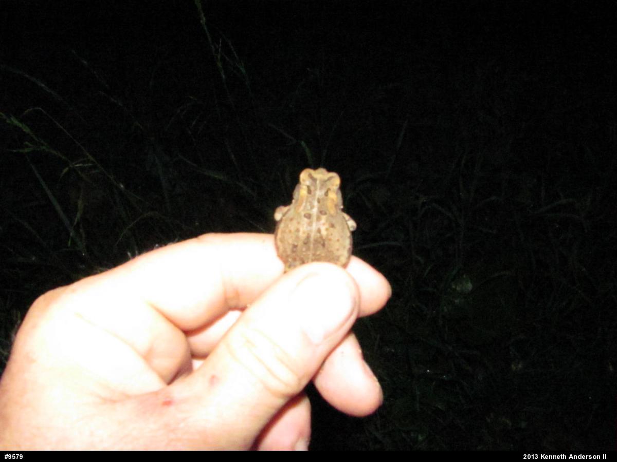 Eastern American Toad