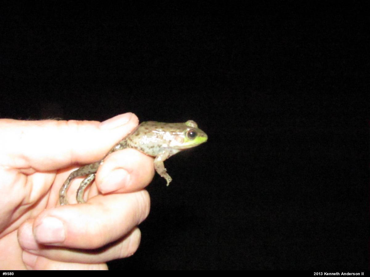 Green Frog