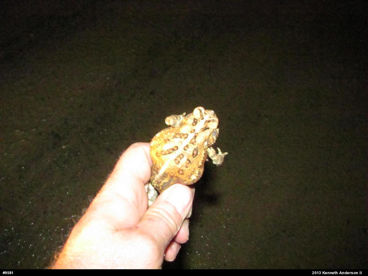 Eastern American Toad