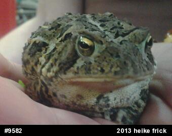 Eastern American Toad