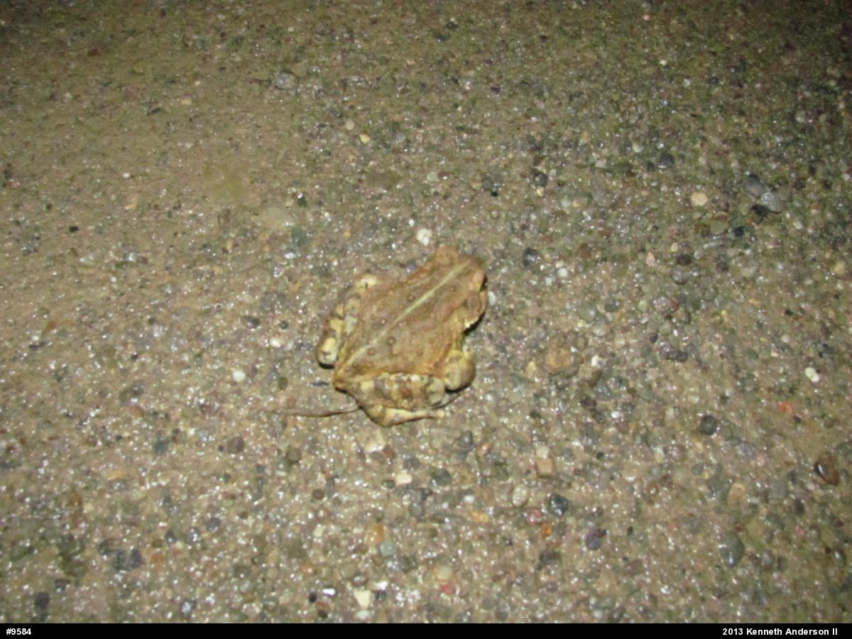 Eastern American Toad