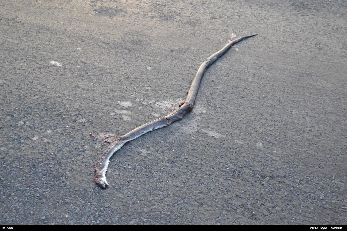 Eastern Ratsnake