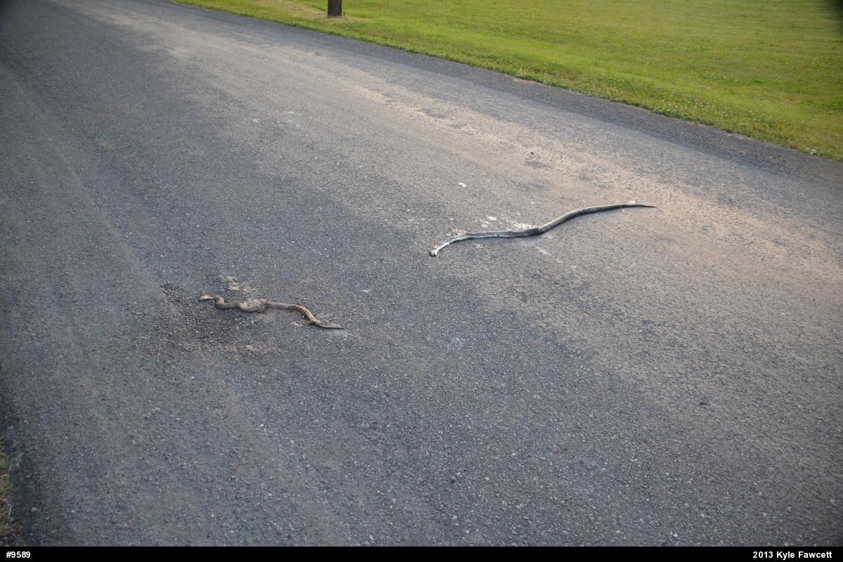 Northern Watersnake
