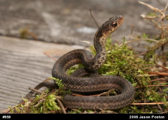 Eastern Gartersnake