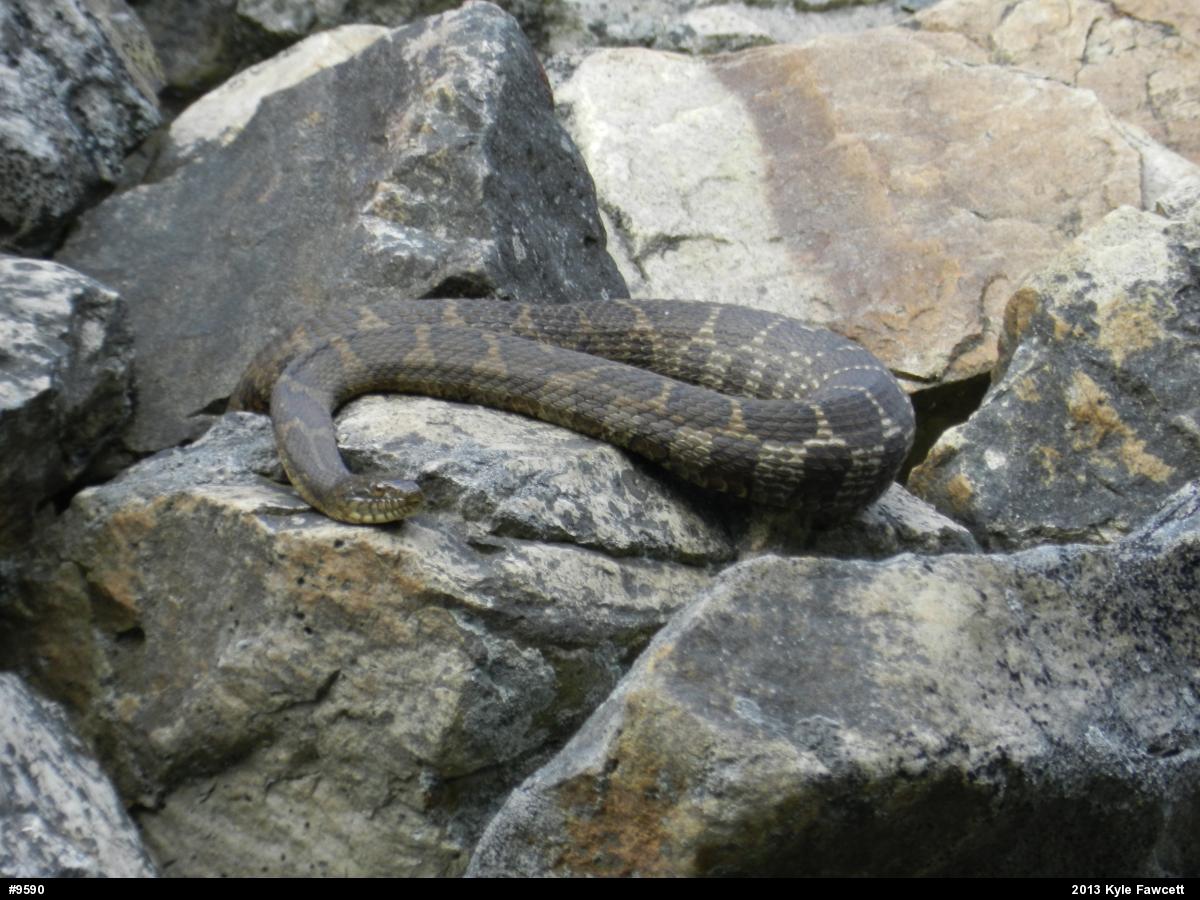Northern Watersnake