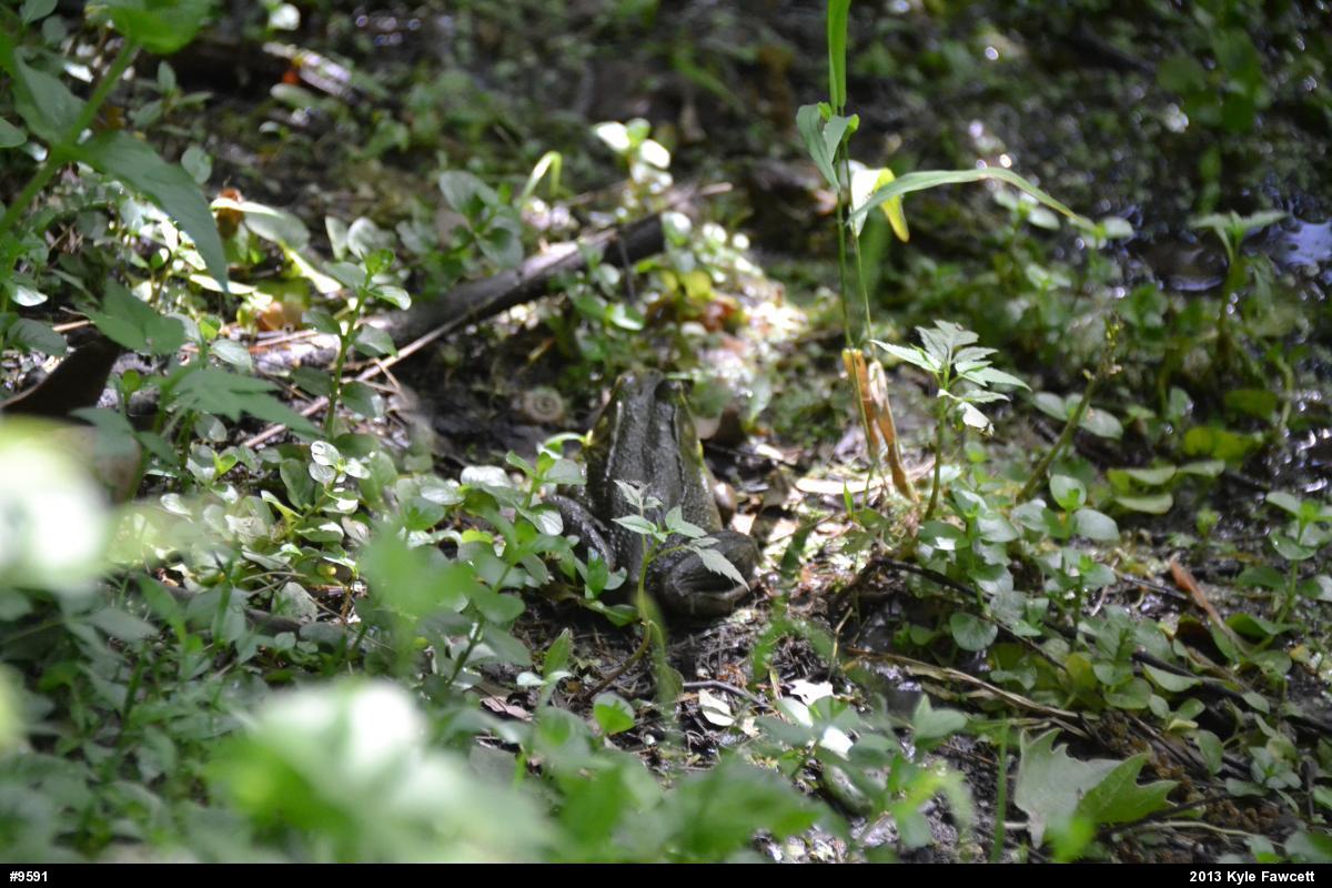 Green Frog