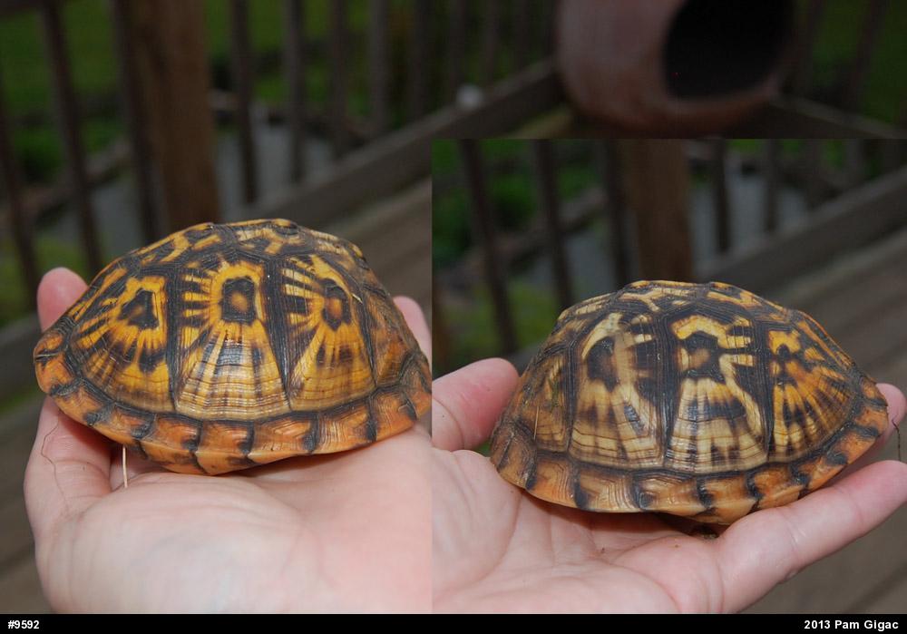 Eastern Box Turtle