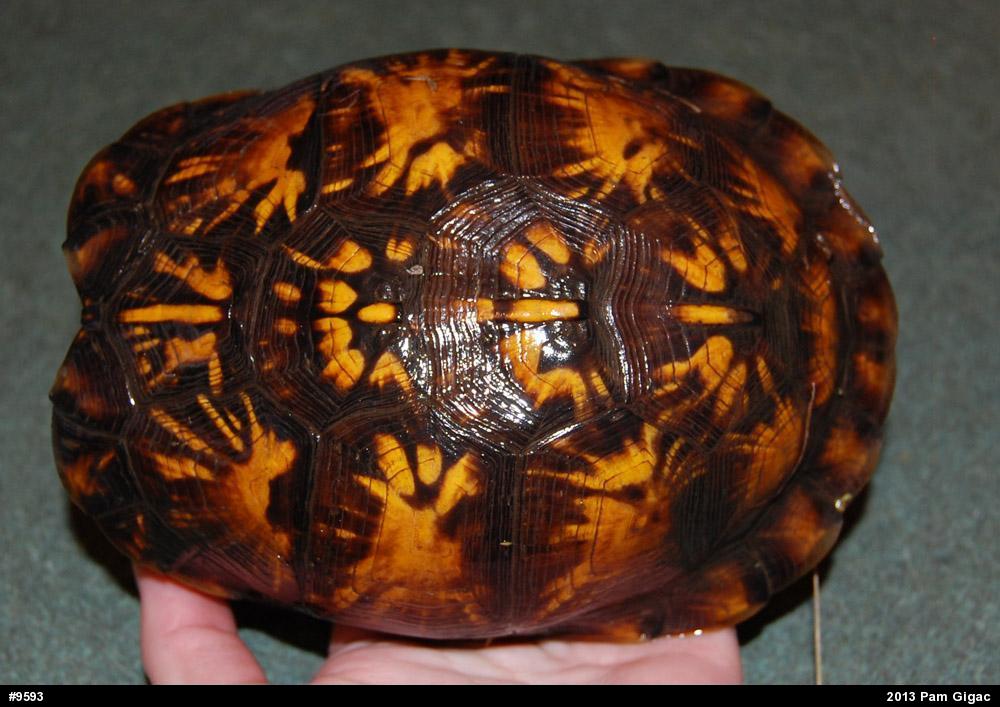 Eastern Box Turtle