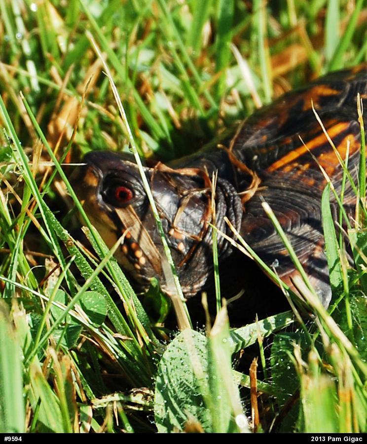 Eastern Box Turtle