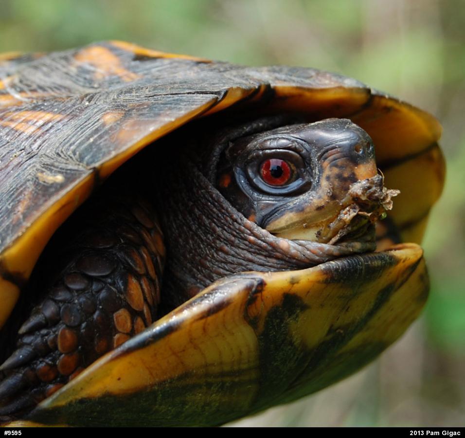 Eastern Box Turtle