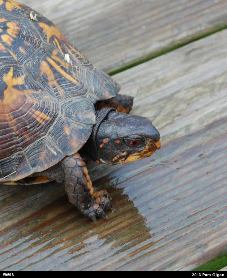 Eastern Box Turtle