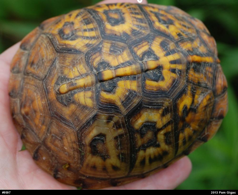 Eastern Box Turtle