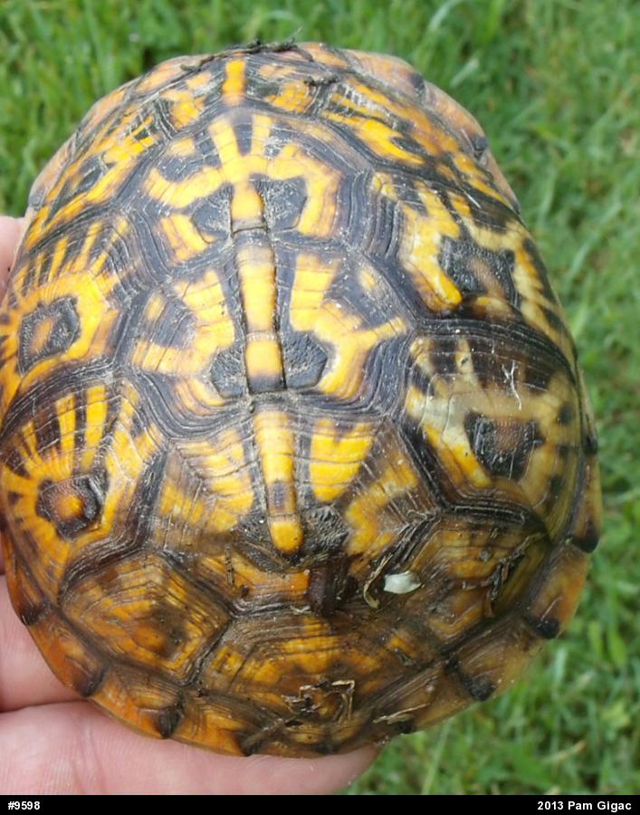Eastern Box Turtle