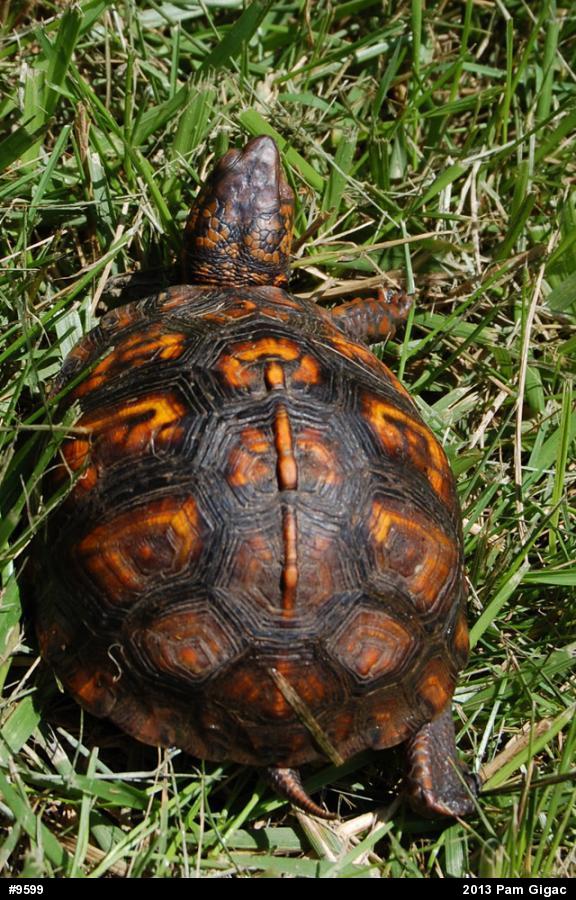 Eastern Box Turtle