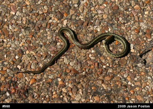 Eastern Gartersnake