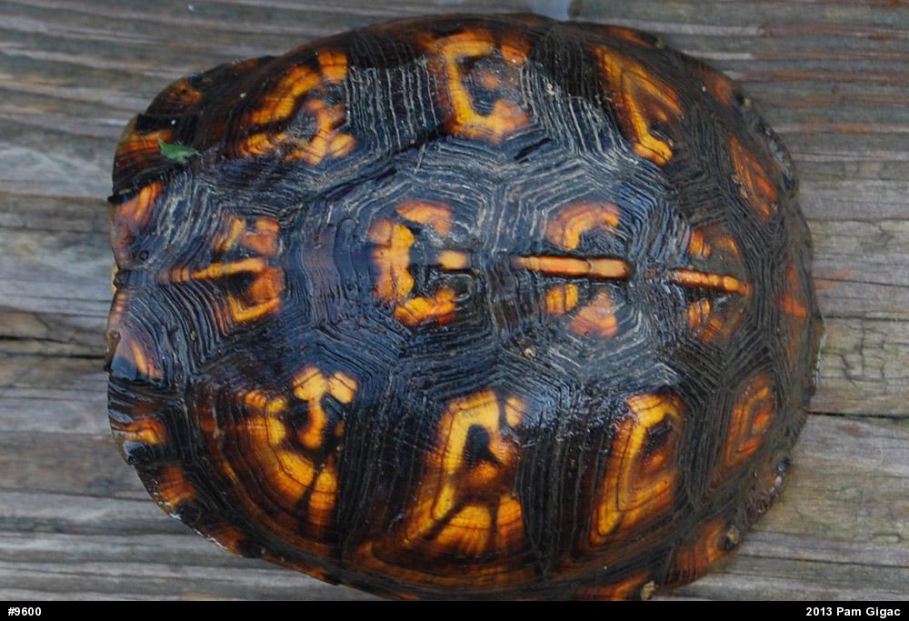 Eastern Box Turtle