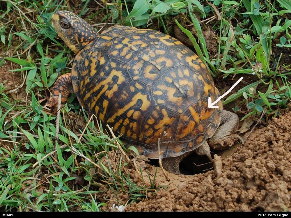 Eastern Box Turtle