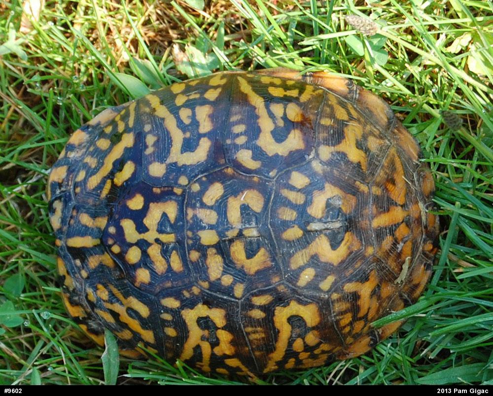 Eastern Box Turtle