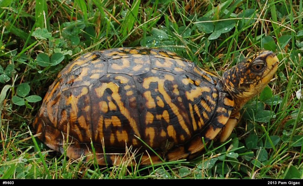 Eastern Box Turtle