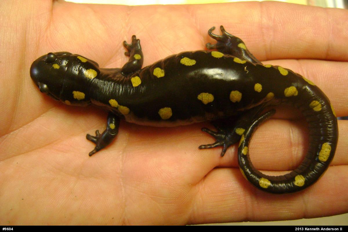 Spotted Salamander