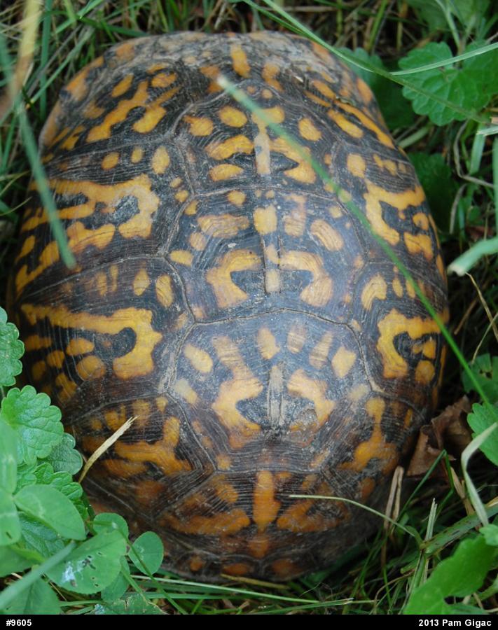 Eastern Box Turtle